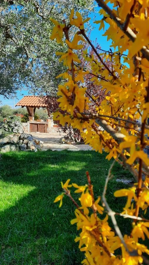 La Rosa Dei Trulli B&B Alberobello Exteriér fotografie