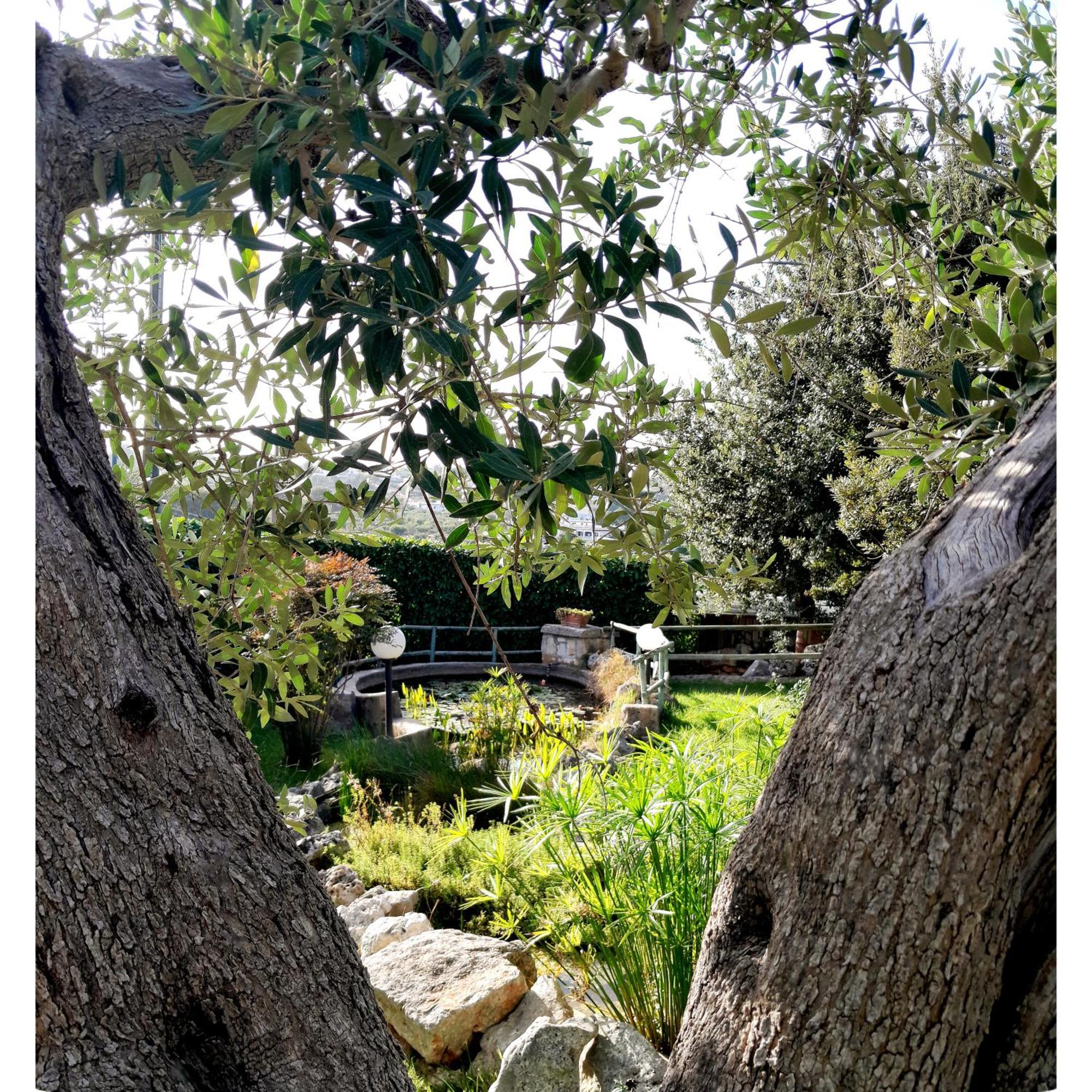 La Rosa Dei Trulli B&B Alberobello Exteriér fotografie