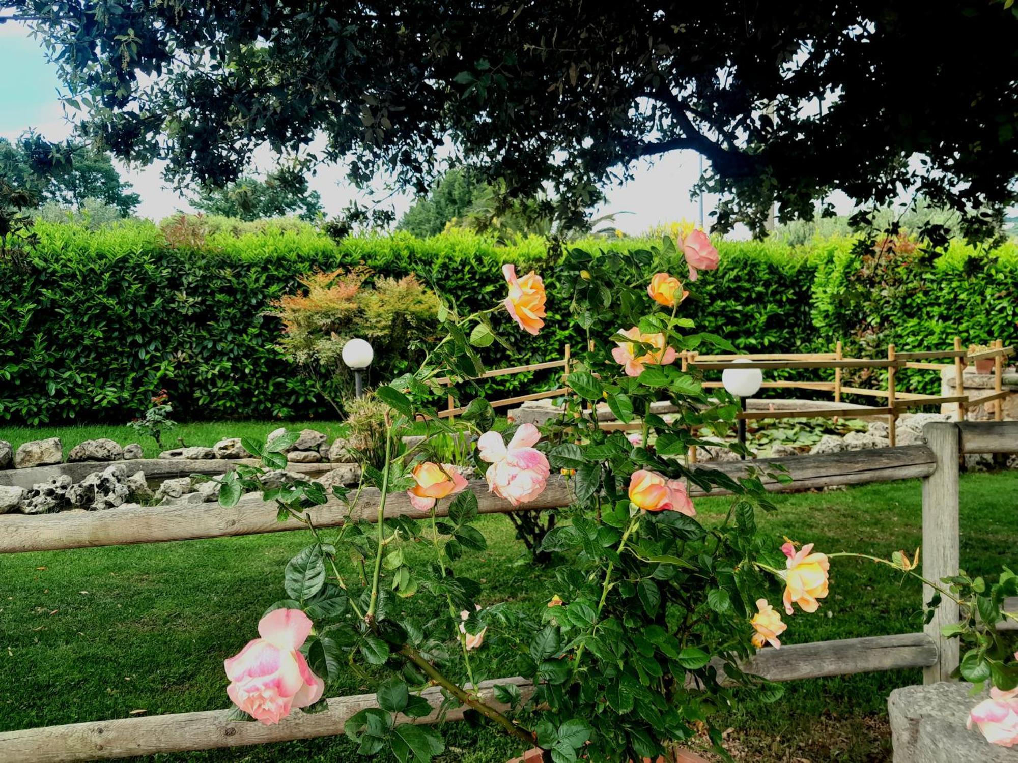 La Rosa Dei Trulli B&B Alberobello Exteriér fotografie
