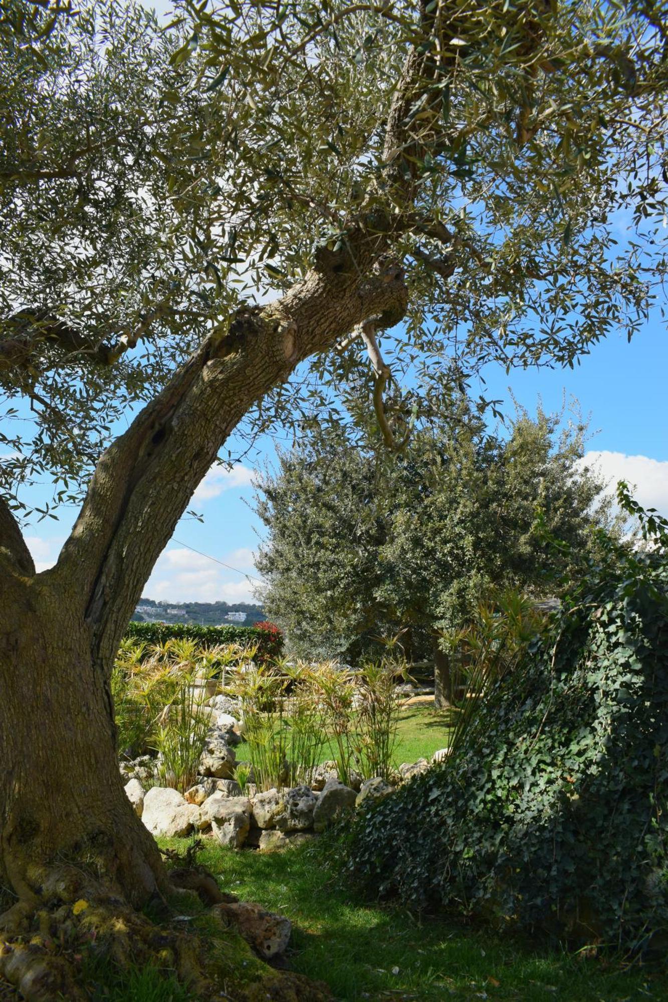 La Rosa Dei Trulli B&B Alberobello Exteriér fotografie